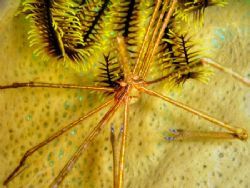 Arrow Crab hiding in a sponge, taken with Sony DSC-T1 usi... by Barbara Makohin 